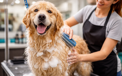 Affordable Dog Grooming in Southwest Houston (same-day available)