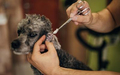 EAR CARE