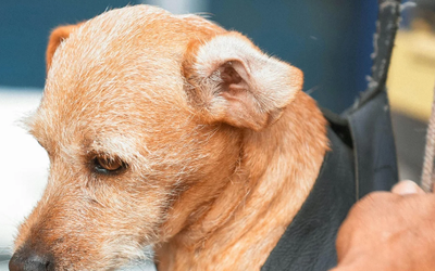 Common Mistakes Pet Owners Make When Boarding Their Pets