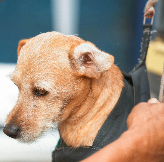 Common Mistakes Pet Owners Make When Boarding Their Pets