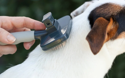 Top Reasons to Choose Professional Pet Grooming Over At-Home Care
