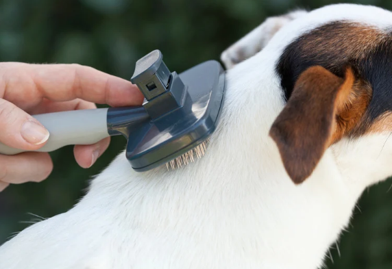 Top Reasons to Choose Professional Pet Grooming Over At-Home Care