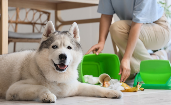 How Often Should You Use Doggy Daycare? A Guide for Houston Pet Owners