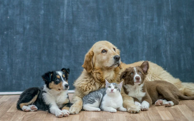 Why Socialization Is Essential for Your Dog’s Happiness and Health