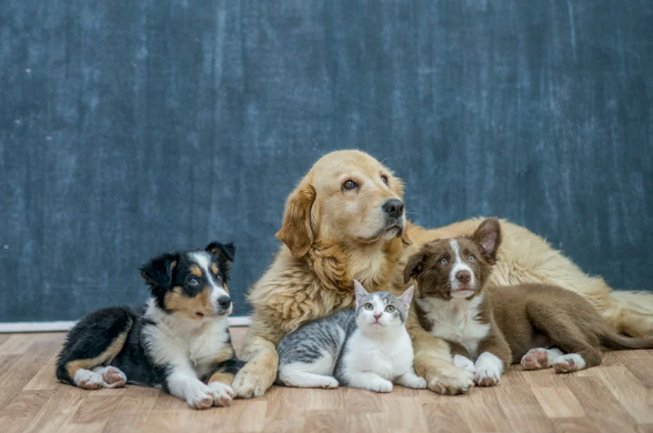Why Socialization Is Essential for Your Dog’s Happiness and Health