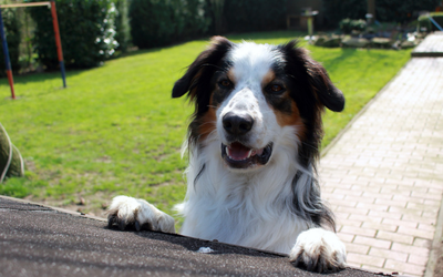 Why Routine Is Important for Your Dog’s Mental Health