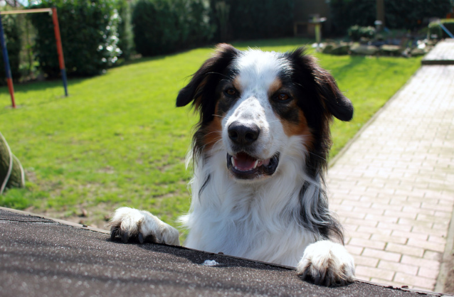 Why Routine Is Important for Your Dog’s Mental Health