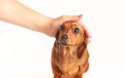 Preparing Your Puppy for Their First Daycare Experience