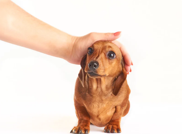 Preparing Your Puppy for Their First Daycare Experience