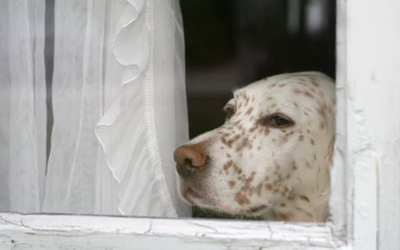 How Daycare Helps Prevent Separation Anxiety in Dogs