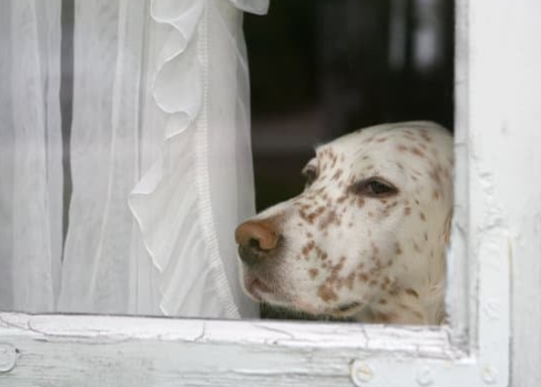 How Daycare Helps Prevent Separation Anxiety in Dogs