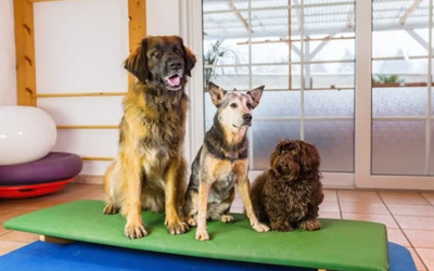 What Makes a Great Pet Boarding Experience?