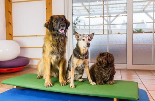What Makes a Great Pet Boarding Experience?