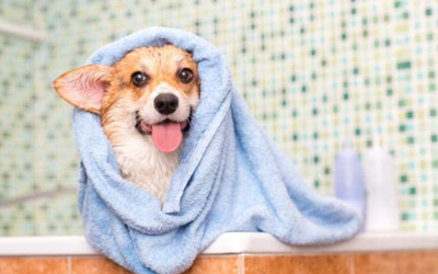 Why Regular Grooming Is Important Beyond Appearance