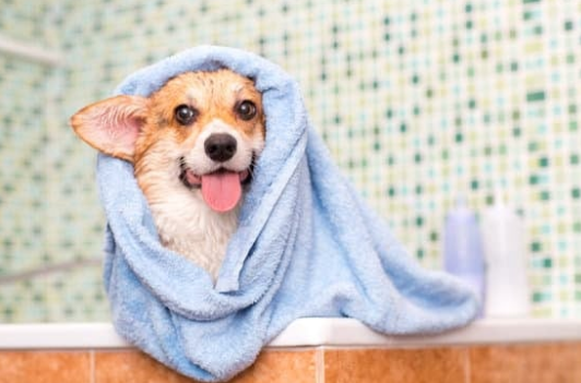Why Regular Grooming Is Important Beyond Appearance