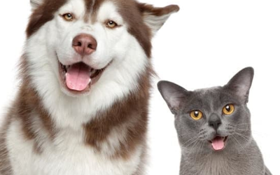 More Than a Stay: Why Dogs or Cats Thrive in a Pet Resort Environment