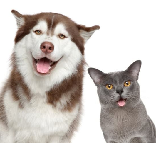 More Than a Stay: Why Dogs or Cats Thrive in a Pet Resort Environment