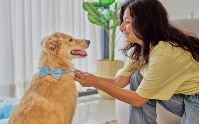 The Difference Between Pet Boarding and Pet Sitting
