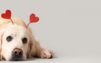 Pet Resorts in Houston: Why Forever Pet Resort Stands Out