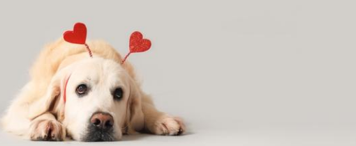 Pet Resorts in Houston: Why Forever Pet Resort Stands Out
