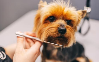 Seasonal Grooming Tips for Houston’s Climate