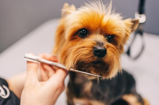 Seasonal Grooming Tips for Houston’s Climate