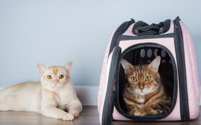 Luxury Boarding vs. Traditional Kennels: What Houston Pet Parents Should Know