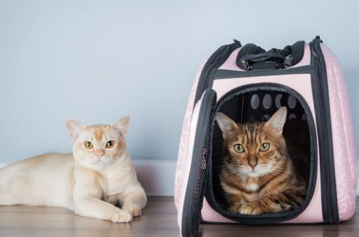 Luxury Boarding vs. Traditional Kennels: What Houston Pet Parents Should Know