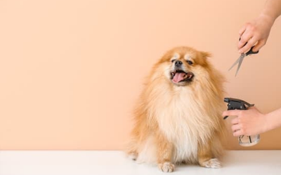 Houston’s Grooming Trends: Styles That Make Pets Shine