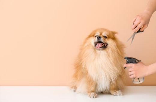 Houston’s Grooming Trends: Styles That Make Pets Shine