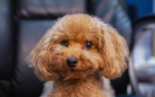Pet Grooming Experts in Houston, Texas: Why Professional Grooming Makes a Difference