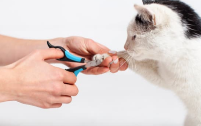 The Hidden Health Risks of Skipping Nail Trims