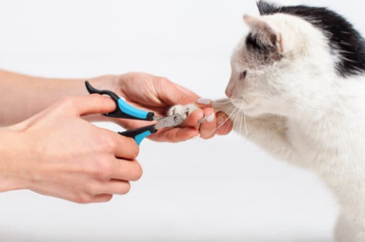 The Hidden Health Risks of Skipping Nail Trims