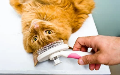 Top Grooming Myths Debunked: Separating Fact from Fiction for Healthier, Happier Pets