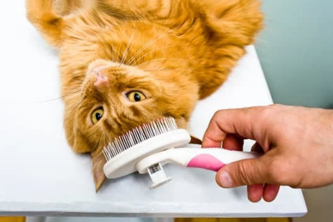 Top Grooming Myths Debunked: Separating Fact from Fiction for Healthier, Happier Pets