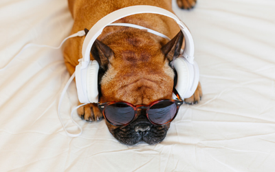 The Ultimate Grooming Playlist: Music That Calms Pets During Spa Time