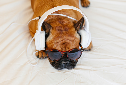 The Ultimate Grooming Playlist: Music That Calms Pets During Spa Time
