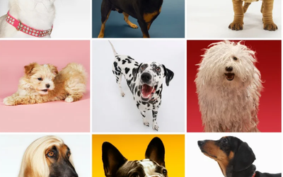 Breed-Specific Grooming: Tailored Care for Every Coat