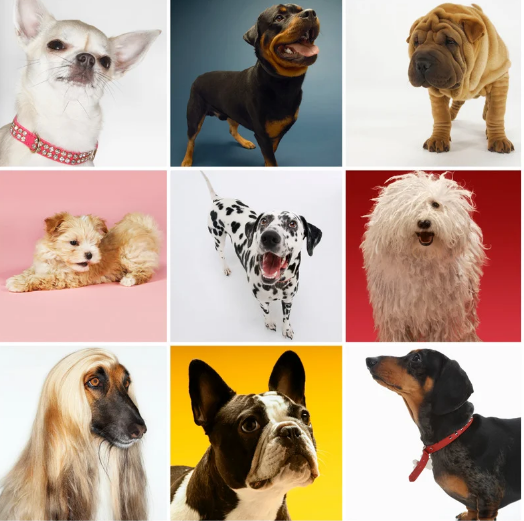 Breed-Specific Grooming: Tailored Care for Every Coat