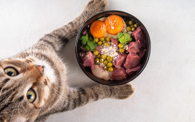 Nutrition Meets Grooming: Foods That Keep Coats Shiny