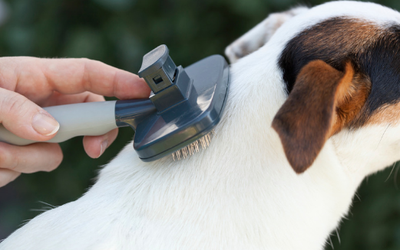 Pet Horoscope Grooming Styles: Find the Perfect Look for Your Pet's Zodiac Sign