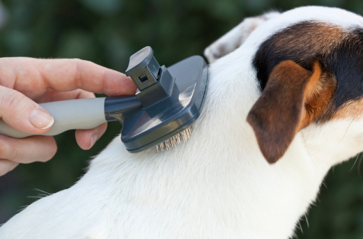 Pet Horoscope Grooming Styles: Find the Perfect Look for Your Pet's Zodiac Sign