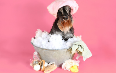 Eco-Friendly Grooming: Sustainable Products for Your Pet’s Shine