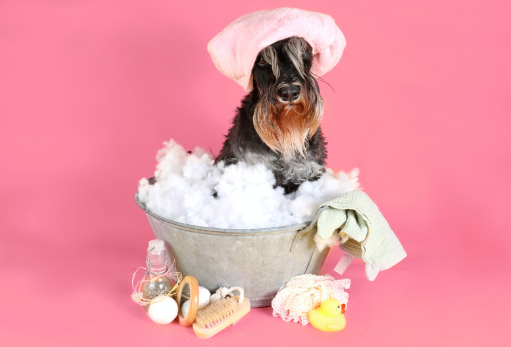 Eco-Friendly Grooming: Sustainable Products for Your Pet’s Shine