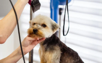 Preparing Nervous Pets for Their Grooming Appointment