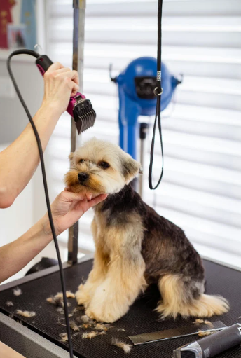 Preparing Nervous Pets for Their Grooming Appointment