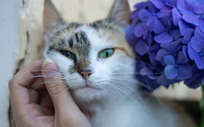 Top 5 Mistakes Pet Owners Make About Grooming