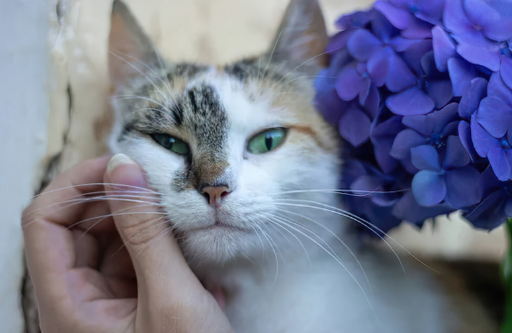 Top 5 Mistakes Pet Owners Make About Grooming