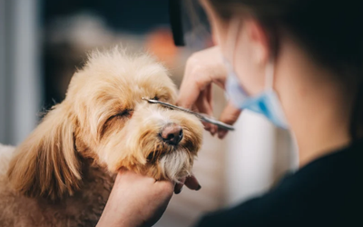 Senior Pet Grooming: Gentle Care for Aging Companions