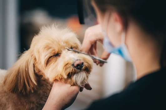 Senior Pet Grooming: Gentle Care for Aging Companions
